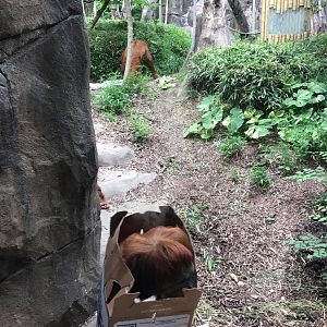 Fragile Forest- Orangutan