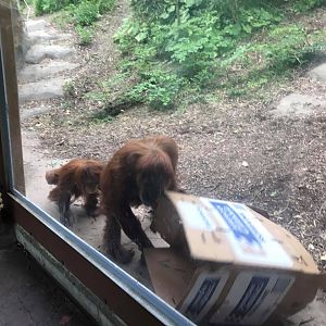 Fragile Forest- Orangutan