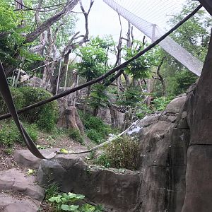 Fragile Forest- Orangutan