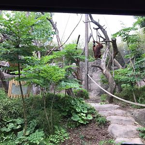 Fragile Forest- Orangutan