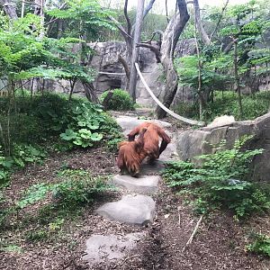 Fragile Forest- Orangutan