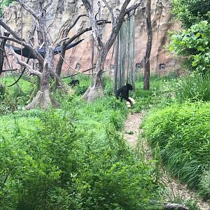 Fragile Forest- Chimpanzee