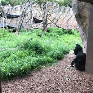 Fragile Forest- Chimpanzee