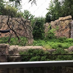 Fragile Forest- Chimpanzee