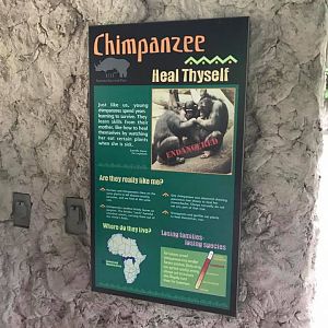 Fragile Forest- Chimpanzee