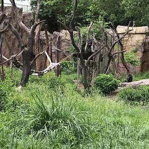 Fragile Forest- Chipmanzee