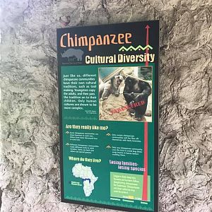 Fragile Forest- Chimpanzee