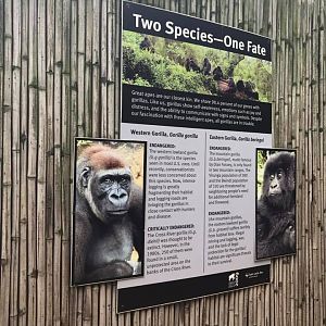 Fragile Forest- Gorilla