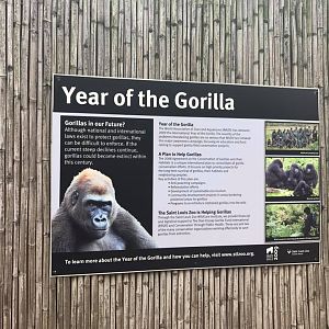 Fragile Forest- Gorilla