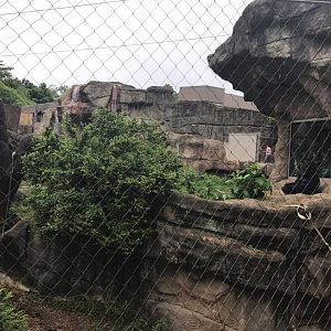 Fragile Forst- Gorilla