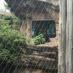 Fragile Forest- Gorilla