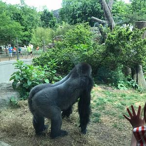 Fragile Forest- Gorilla