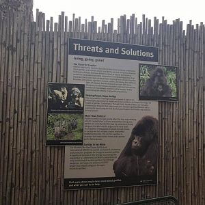 Fragile Forest- Gorilla