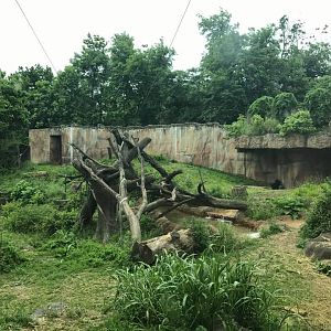 Fragile Forest- Gorilla