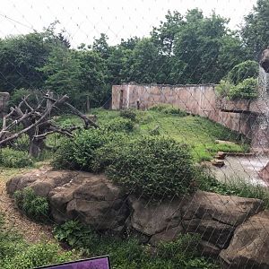 Fragile Forest- Gorilla