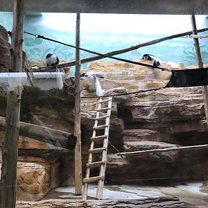 Primate House- Colobus