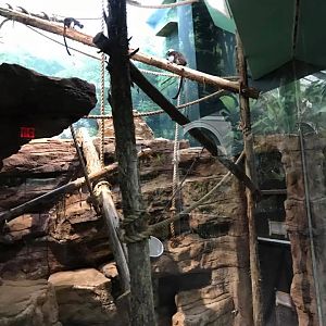 Primate House- Cotton-Top Tamarin