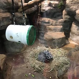 Primate House- Ring-Tailed Lemur