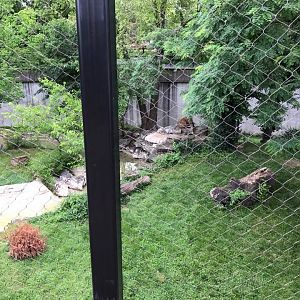 Big Cat Country- Lion