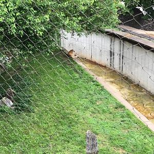 Big Cat Country- Tiger