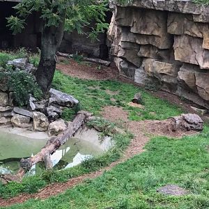 Big Cat Country- Tiger