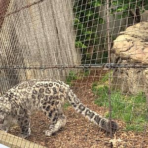 Big Cat Country- Snow Leopard