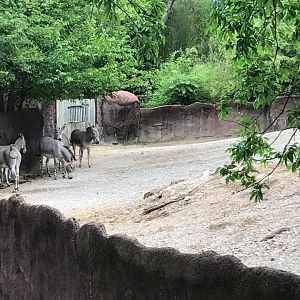 Red Rocks- Somali Wild Ass