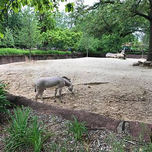 Red Rocks- Somali Wild Ass