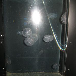 Fiskeri- og Søfartsmuseet - Wadden Sea Pavilion - Jellyfish tank