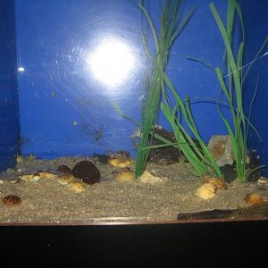 Fiskeri- og Søfartsmuseet - Wadden Sea Pavilion - Butterfish tank