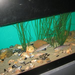 Fiskeri- og Søfartsmuseet - Wadden Sea Pavilion - Mixed tank