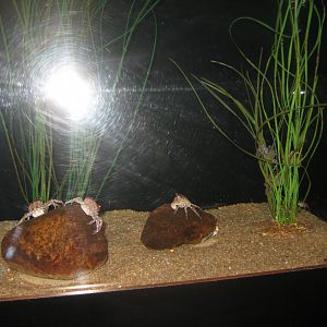 Fiskeri- og Søfartsmuseet - Wadden Sea Pavilion - Crab tank