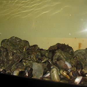Fiskeri- og Søfartsmuseet - Wadden Sea Pavilion - Oyster tank