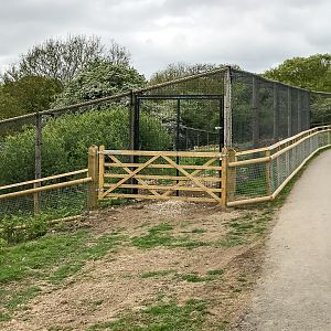 Scottish wildcat (exhibit) : Port Lympne : 05 May 2017