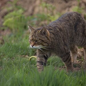 Scottish wildcat : Port Lympne : 05 May 2017