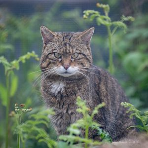 Scottish wildcat : Port Lympne : 05 May 2017