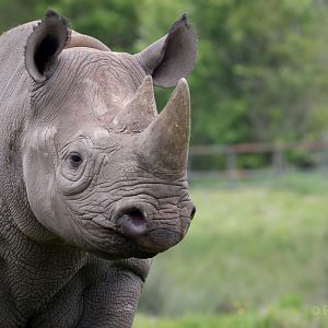 Black rhinoceros : Port Lympne : 05 May 2017
