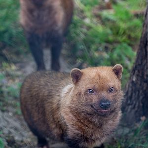 Bush dog : Port Lympne : 05 May 2017