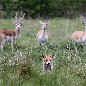 Red fox; blackbuck : Port Lympne : 05 May 2017