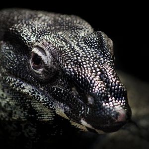May. 2017 - Reptile House - Lace Monitor (New Species)