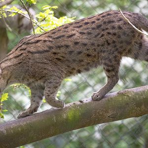 Fishing cat : Port Lympne : 05 May 2017