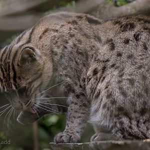 Fishing cat : Port Lympne : 05 May 2017
