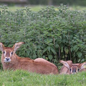 Roan antelope : Port Lympne : 05 May 2017