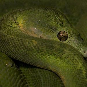 May. 2017 - Reptile House - Green Tree Python
