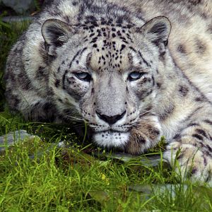 May. 2017 - Cat Canyon - Nubo