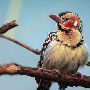 May. 2017 - Jungle Trails - Red-and-Yellow Barbet