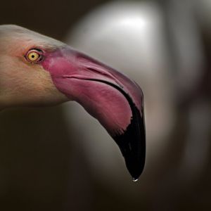 May. 2017 - Africa - Greater Flamingo