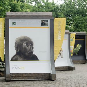 May. 2017 - PhotoArk Displays (Featuring Gladys)