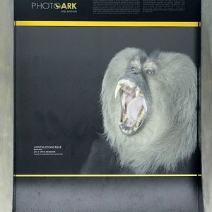 May. 2017 - PhotoArk - Featuring The Zoo's Macaque