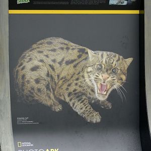 May. 2017 - PhotoArk - Featuring The Zoo's Fishing Cat